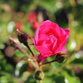 Pink Groundcover Rose